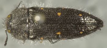 Media type: image;   Entomology 24430 Aspect: habitus dorsal view